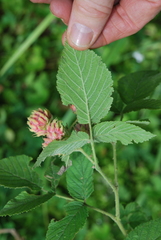Rubus apetalus