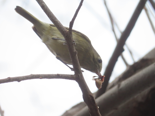 Hutton's Vireo (Vireo huttoni), photo 5