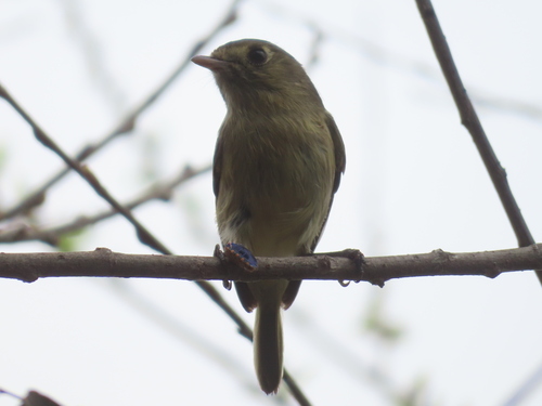 Hutton's Vireo (Vireo huttoni), photo 6