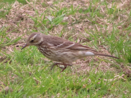 American Pipit (Anthus rubescens), photo 4