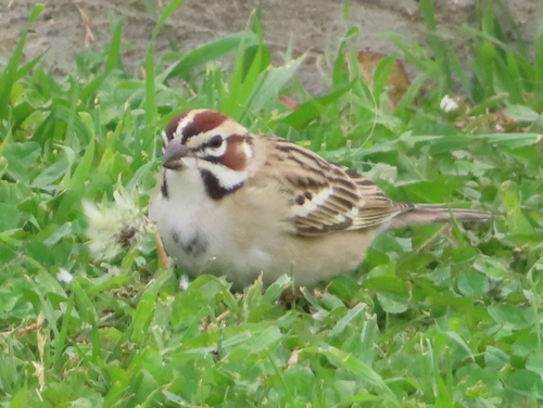 Lark Sparrow (Chondestes grammacus), photo 6
