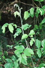 Rubus apetalus
