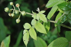 Rubus apetalus