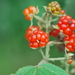 Rubus apetalus - Photo (c) Charles Stirton,  זכויות יוצרים חלקיות (CC BY-SA), הועלה על ידי Charles Stirton