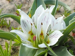 Colchicum palaestinum