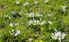 Colchicum palaestinum