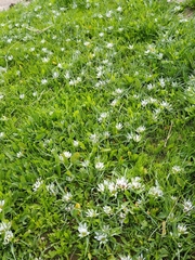 Colchicum palaestinum