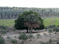 Balanites aegyptiaca