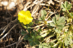 Potentilla verna