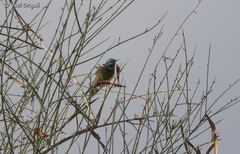 Merops cyanophrys