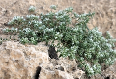 Paronychia sinaica