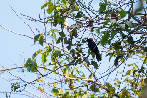 Flame-crested Tanager (Loriotus cristatus), photo 4