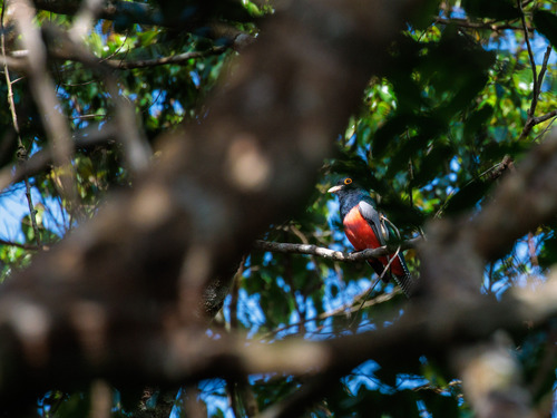 Blue-crowned Trogon (Trogon curucui)