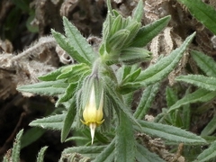 Podonosma orientalis