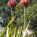 Doryanthaceae - Photo (c) Margaret Donald, algunos derechos reservados (CC BY-NC-ND)
