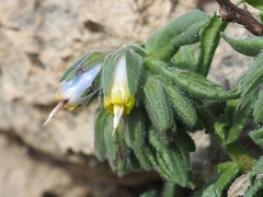 Podonosma orientalis