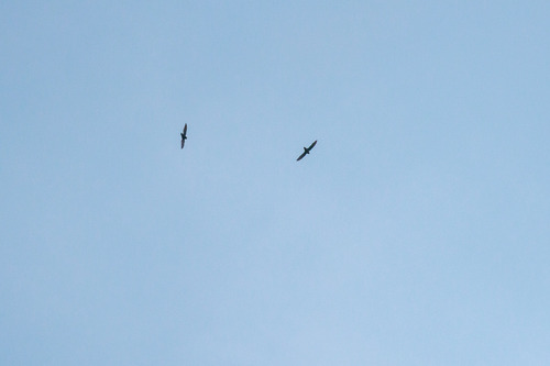 Sick's Swift (Chaetura meridionalis)