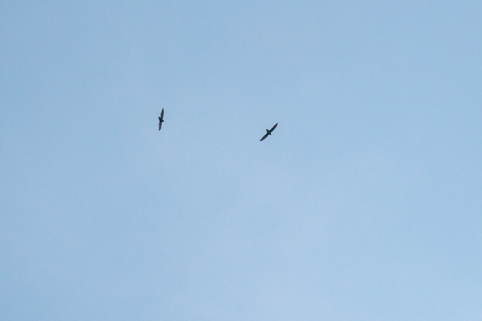 Sick's Swift (Chaetura meridionalis), photo 1