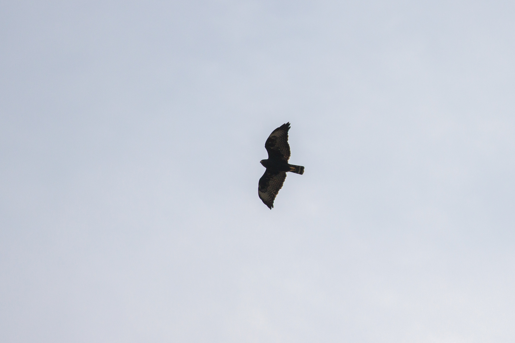 Short-tailed Hawk (Buteo brachyurus), photo 6