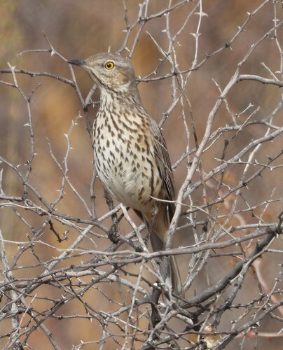Sage Thrasher (Oreoscoptes montanus)