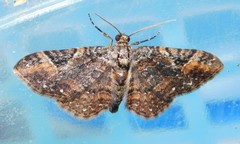 Melanthia ustiplaga