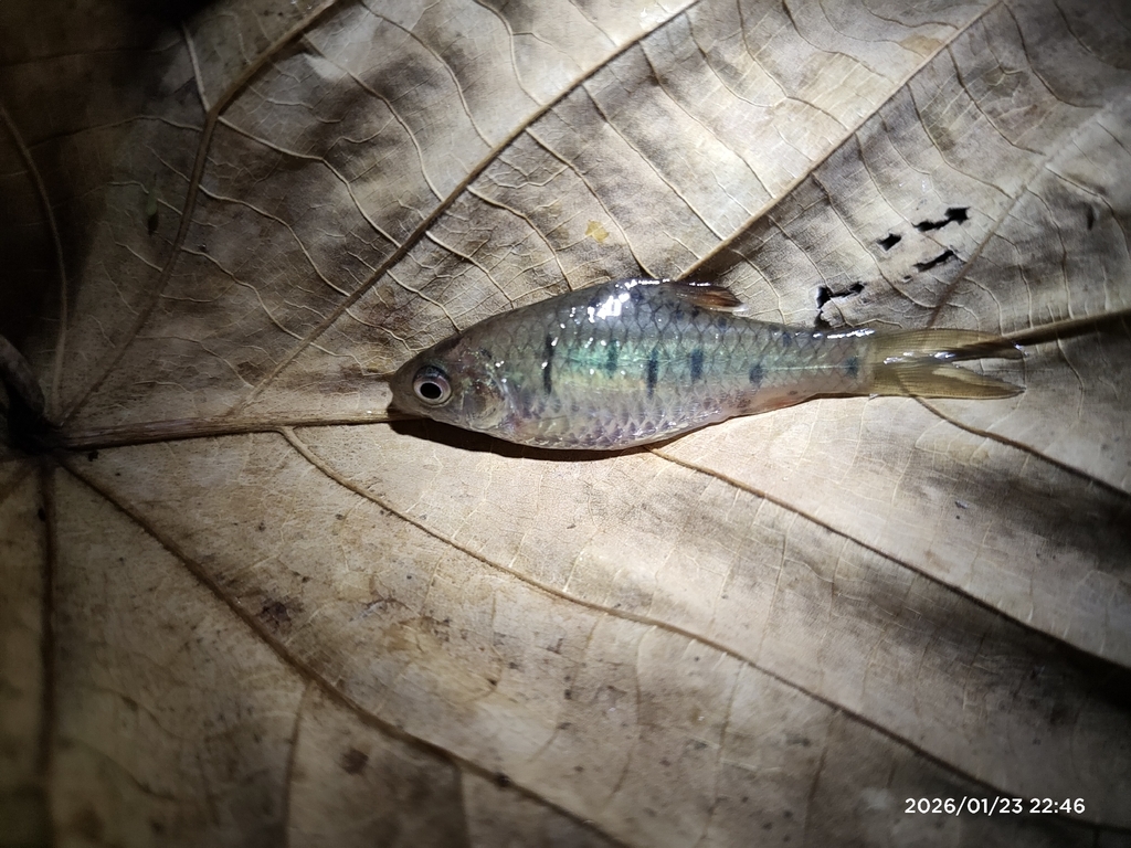 Barbel (Barbodes semifasciolatus) — Cyprinidae