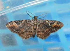 Melanthia ustiplaga