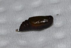 Melanthia ustiplaga