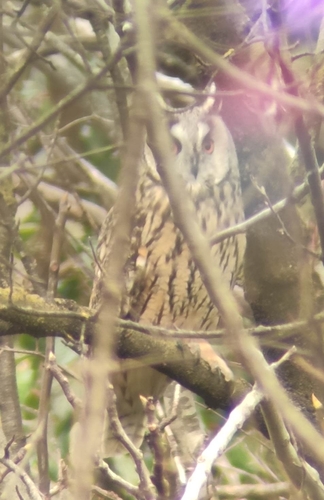 View observation of {o.common_name} on iNaturalist