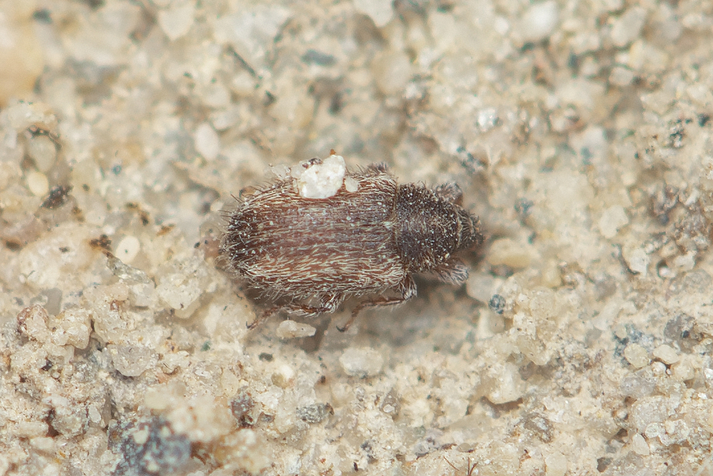 Mecinus desertorum
