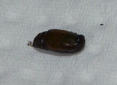 Melanthia ustiplaga
