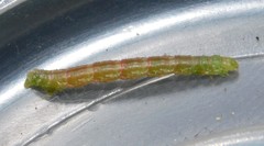 Melanthia ustiplaga