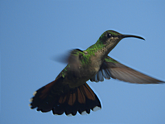 Anthracothorax dominicus