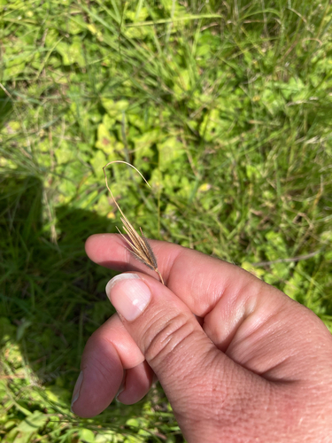 Hairy Trident Grass