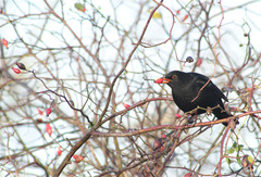 Turdus merula