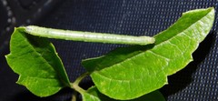 Melanthia ustiplaga