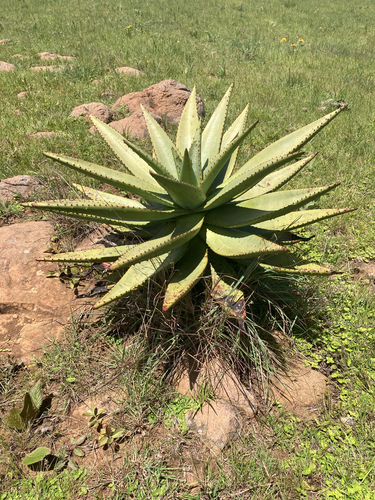 Black-Tipped Aloe