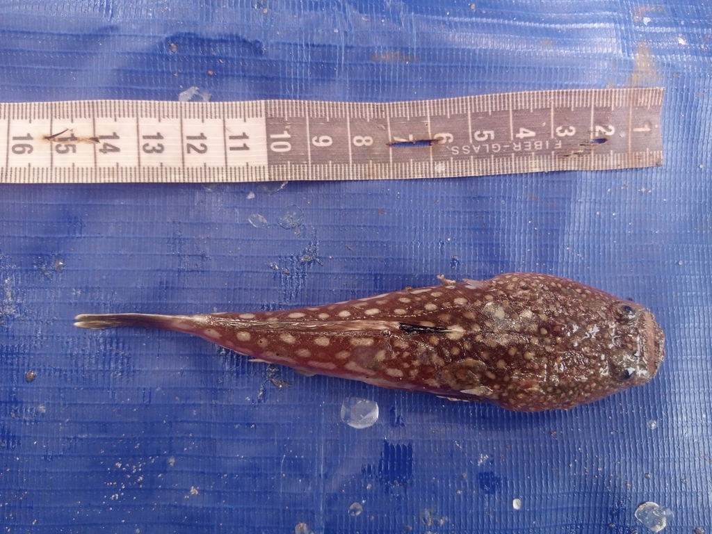 Polls sterrenkijker (Uranoscopus polli) — Uranoscopidae