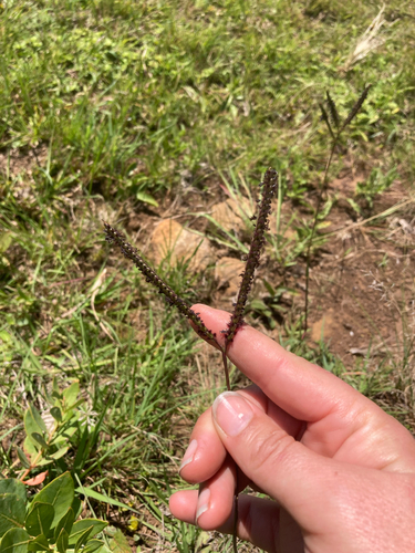 Bahia grass