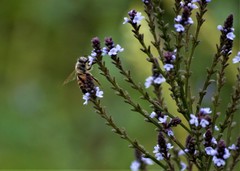 Verbena carolina