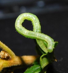 Melanthia ustiplaga