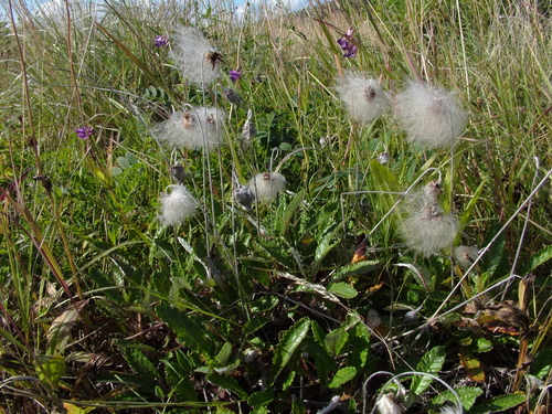 Eight-petal Mountain-Avens
