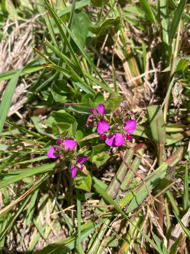 Polygala ohlendorfiana