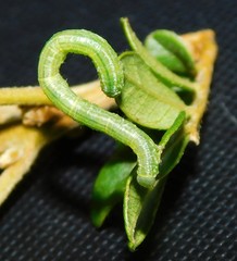 Melanthia ustiplaga