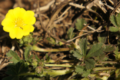 Potentilla verna