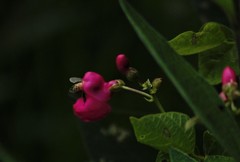 Phaseolus pedicellatus