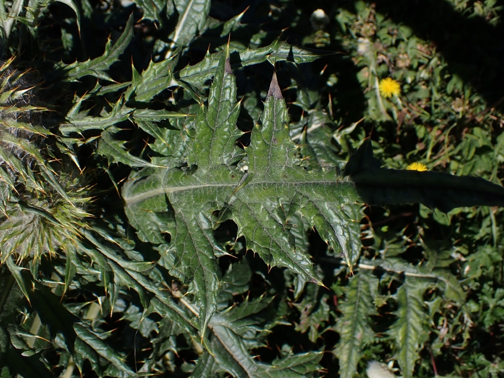 Cirsium subcoriaceum; photograph (c) Hank Raizen, some rights reserved (CC BY)