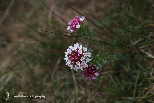 Chinese Stellera