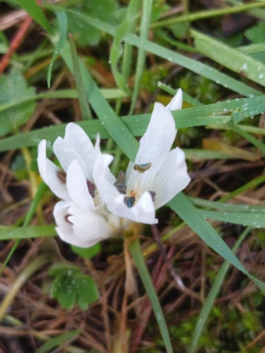 Colchicum atticum