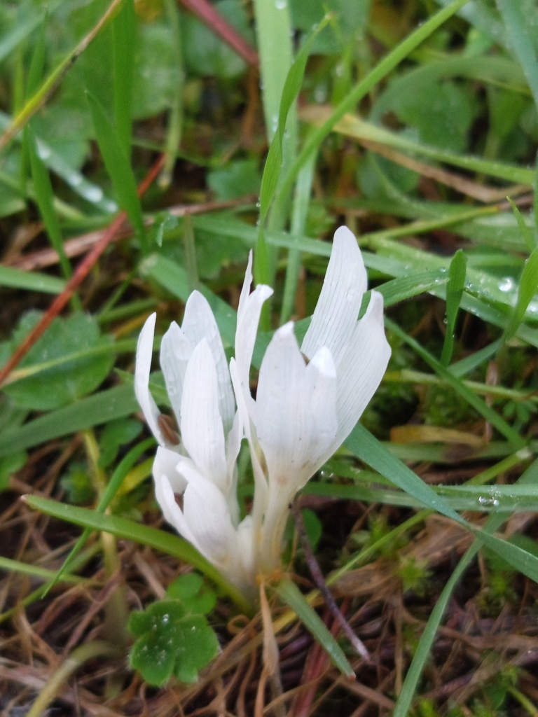 Colchicum atticum, Salihli/Manisa, Türkiye
